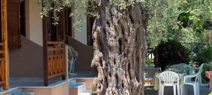 Kapsogeorgis Rooms Hotels in Thasos