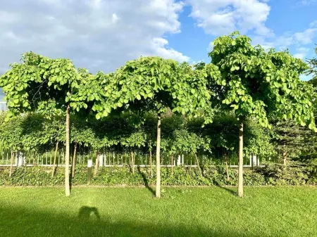 Luxury Villa - JessApart Walendia Отели в г. Рашин