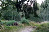 Bear Watching and Photography Hide - 3-Star