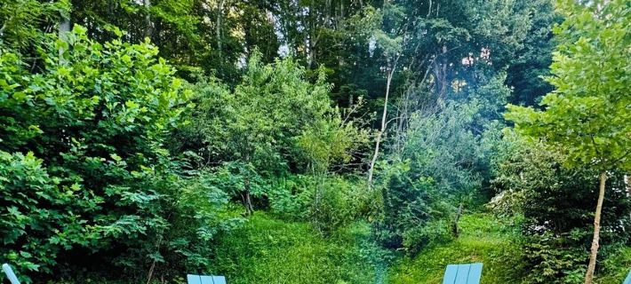 Charming 1940s Cottage Updated-Creek Front-Fire Pit Hotels in Mitchell County