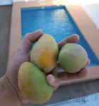 Family home with pool.