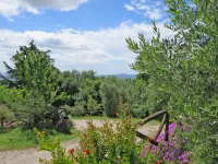 Mimosa - Borgo la Civitella