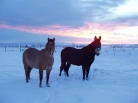 Lavender on the Farm ~ Cozy 2BR 1BA near Durango Hotel a La Plata County
