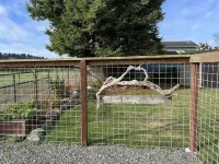 Ferndale Bungalow with pasture views, 5 minute walk to Downtown! Hotels in Ferndale