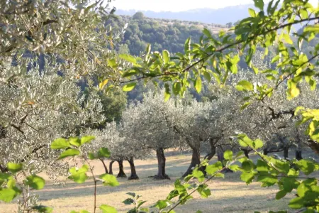 Splendid private villa for 12 people with swimming pool and olive trees