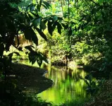 La Gamba Rainforest Lodge Hotels in Golfito