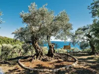 Holiday Park Olive Tree Hotels in Ulcinj