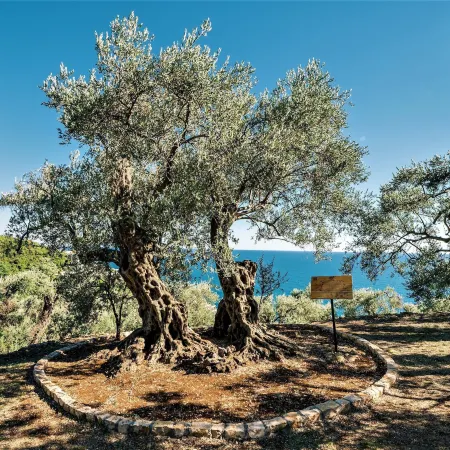 Holiday Park Olive Tree