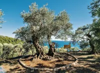 Holiday Park Olive Tree Hotels in 