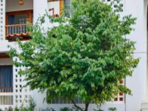 คานารี่ เกสท์เฮาส์ โรงแรมในปาย