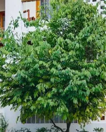 รูปภาพของคานารี่ เกสท์เฮาส์