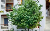 Canary Guesthouse Hotels near Yun Lai Viewpoint