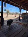 Ranchito Paraiso: Pet-friendly Rustic Elegance in the Desert