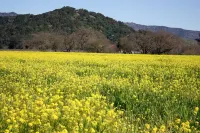 Vineyard Views in the Heart of the Napa Valley