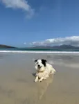 Peninsula Cottage near Stornoway/Pet friendly