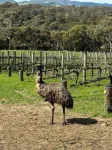 Allusion Farmstay & Vineyard- Unit Cab Sav - Pets negotiable