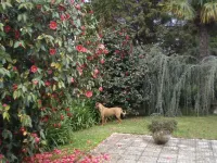 Quinta de Vilar Country House with pool near Porto Hotels in Paredes