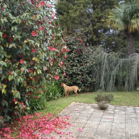 Quinta de Vilar Country House with pool near Porto