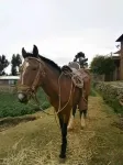 Samay Wasi Salakancha - chambre d’hôtes