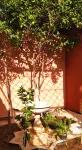 Maison d'hôtes le Petit Jardin Marrakech
