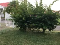 HEYWOODS HOUSE : Escape to Barbados ! Hotels in Douglas