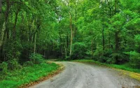 Tranquil Cardinal Hill Cabin- Perfect for Relaxation & Exploration. Pet Friendly