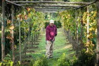 Boutique Wine Resort - Villa Dianella - Farmhouses
