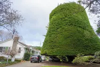 Bucket Tree Lodge Hotel a Porirua