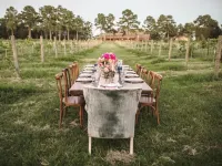 The Vine - Wifi