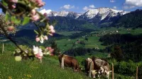 Holiday Apartment Alpenbrise, Oberstaufen