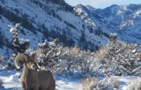 The Remington - Yellowstone and Cody Cabin with spectacular views.