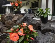 Best of Volcano