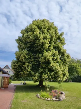 Nature, Tranquility, and Relaxation in a Forest- and Lake-Rich Setting. Отели в г. Людвигслуст-Пархим