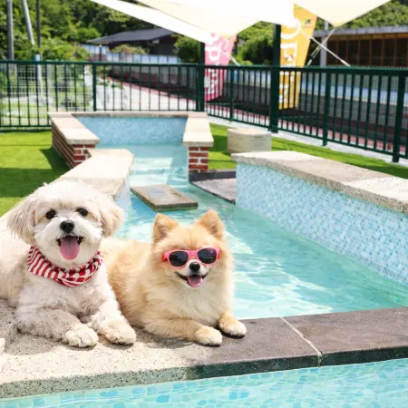 Damyang Dog Pension