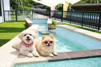 Damyang Dog Pension - Pool