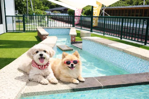 Damyang Dog Pension - 4-Star