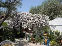 B&B la Rosa Antica Hotels in Castro di Lecce