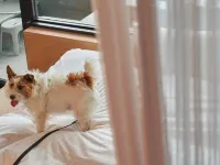 Honjin - Pet-friendly