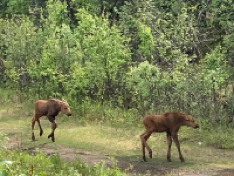 Arctic Dragonfly Inn Hoteles en Denali