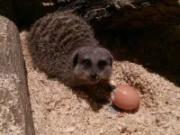 Falcons Nest