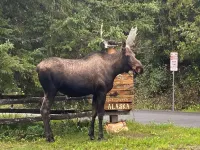 Moose Lodge Cabin , chalet & apartment , & 2 Hot tubs ! Sleeps 23