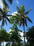 Blue Moon Beach Holiday Resort - Thân thiện với thú cưng