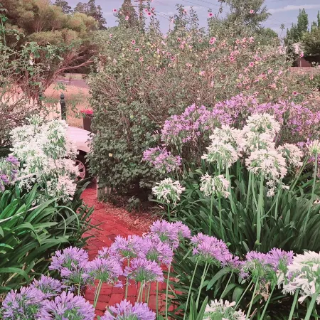Daylesford A Very Quiet Abelia Cottage Botanical Cottage 10 Min Walk Town