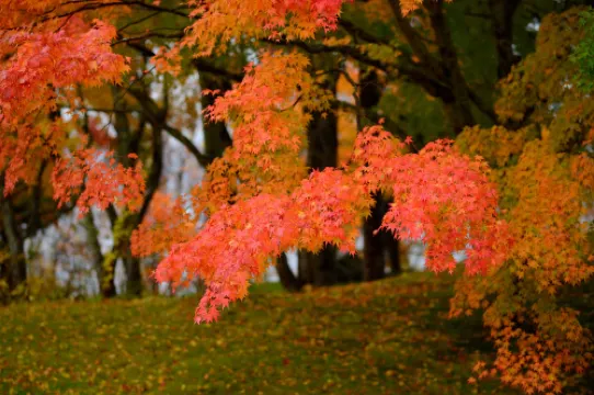Towada Prince Hotel In der Nähe des Hotels Photos