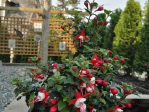 Sunny Island by White Rock B&B Hotels in Surrey