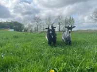 "Charming vacation apartment on the farm. Ideal for families and pets