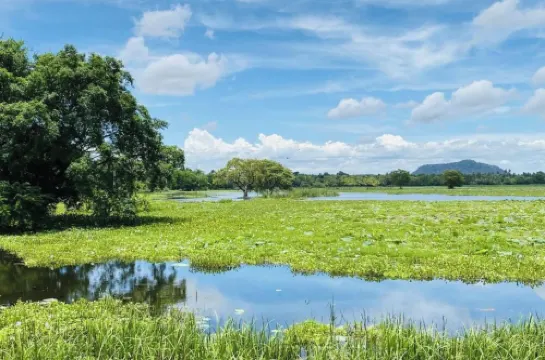 Black Panther Yala Apt