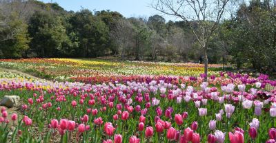 ホテル周辺 ザ クラウンパレス新阪急高知の写真