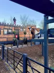 Copper Castle & petting farm -  Legoland - Chalets