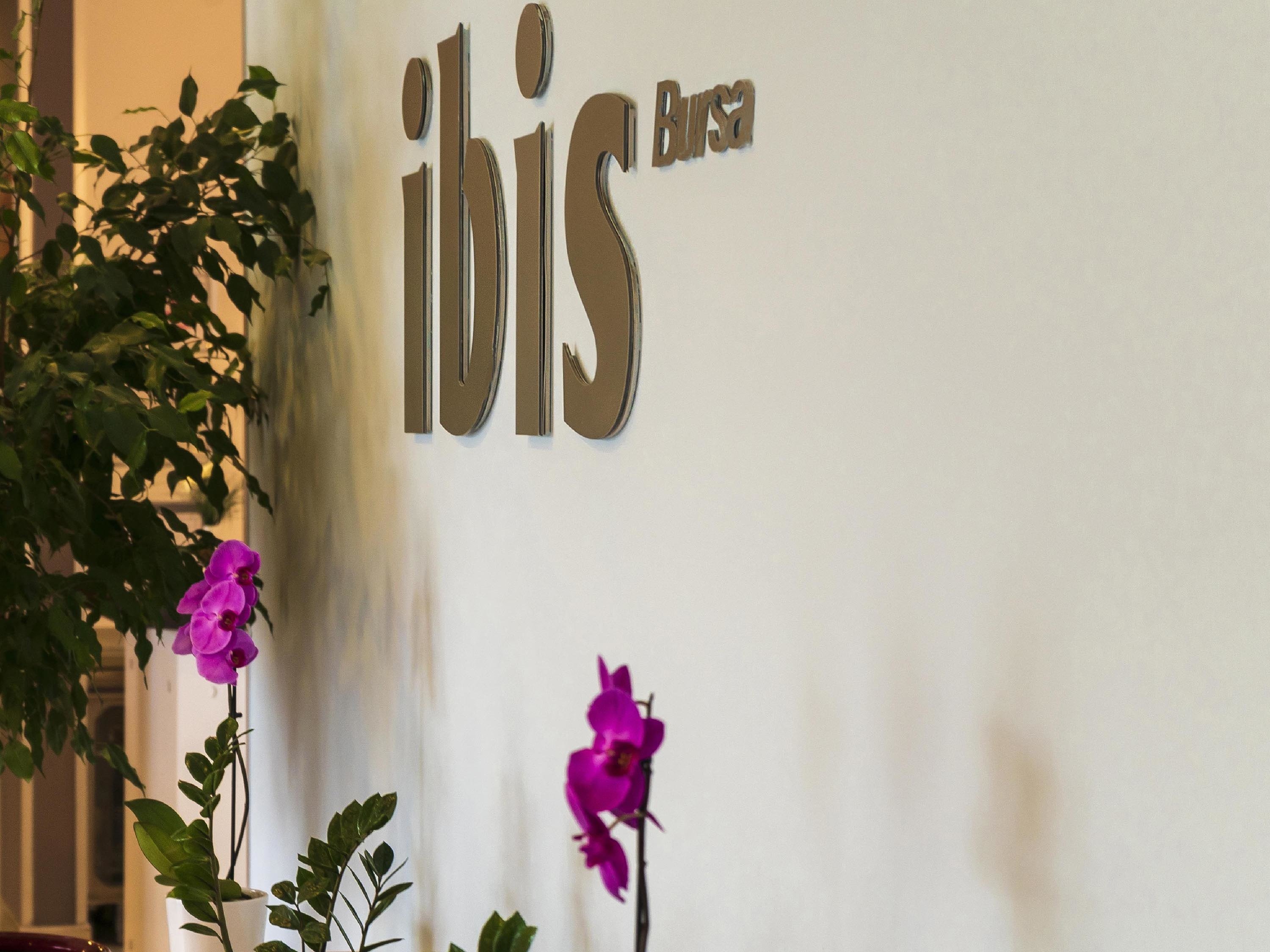 Ibis Bursa